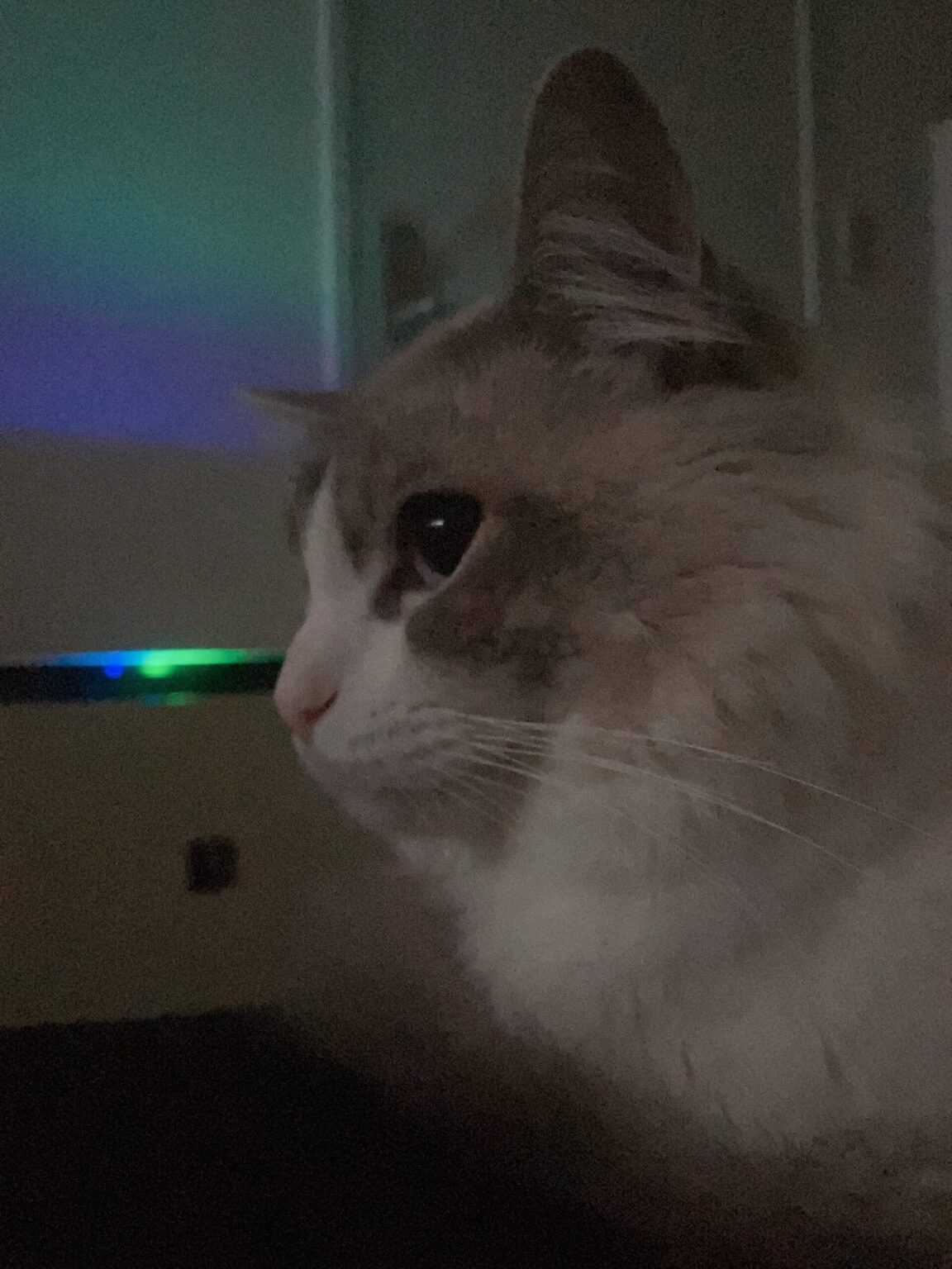 ネルさん日記 - 新橋 スナック TERESA テレサ