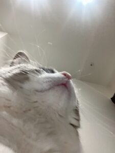 下から🐱