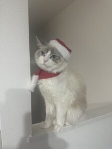 メリークリスマス🎄