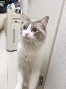 新年ネルさん🐱