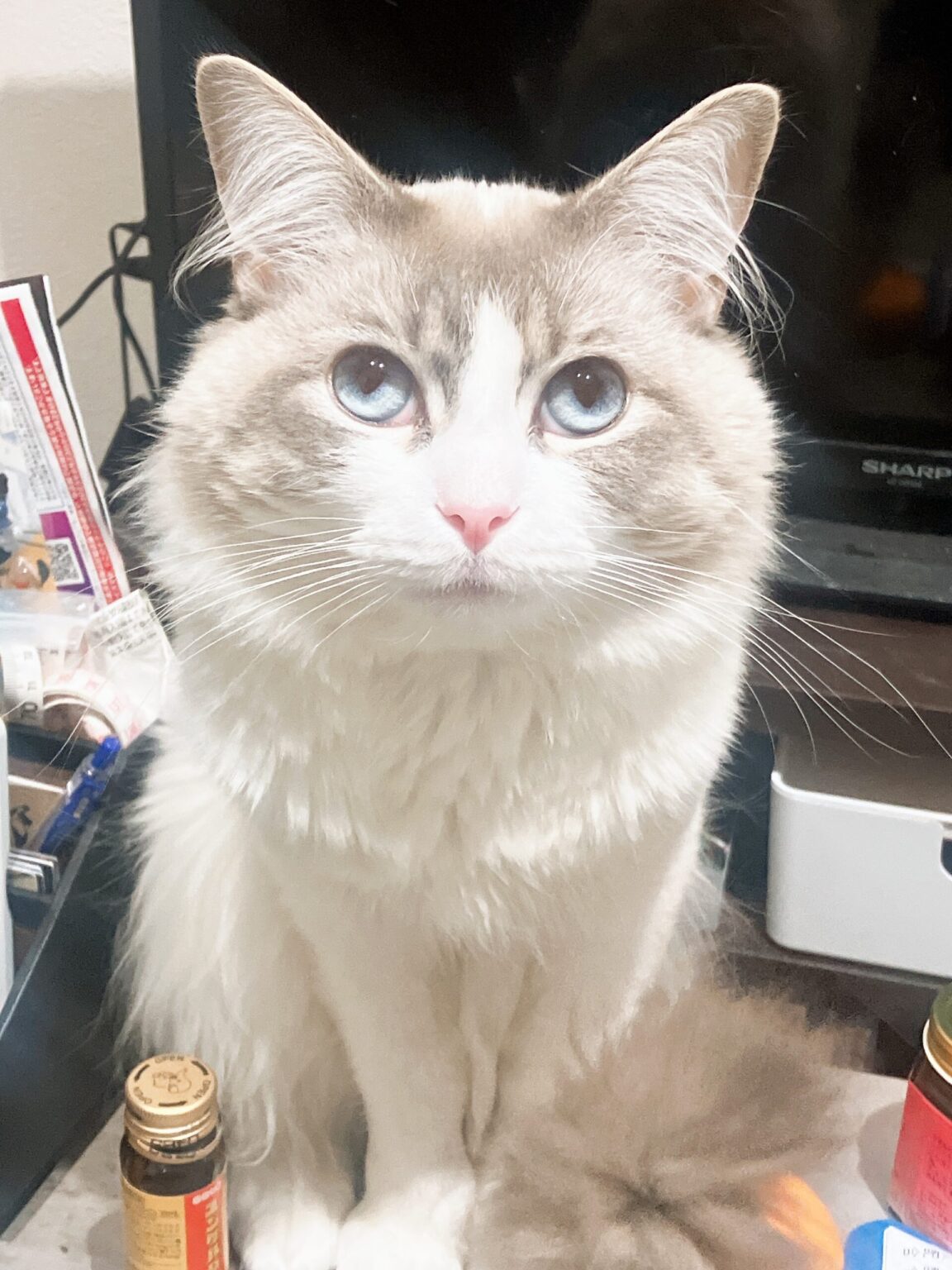 花粉症…🌳 - 新橋 スナック TERESA テレサ