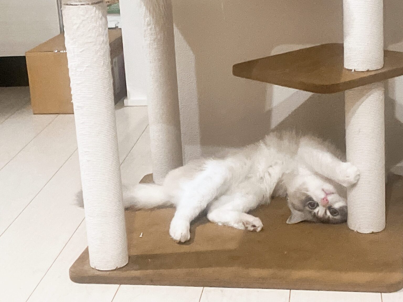 マタタビ効果 - 新橋 スナック TERESA テレサ