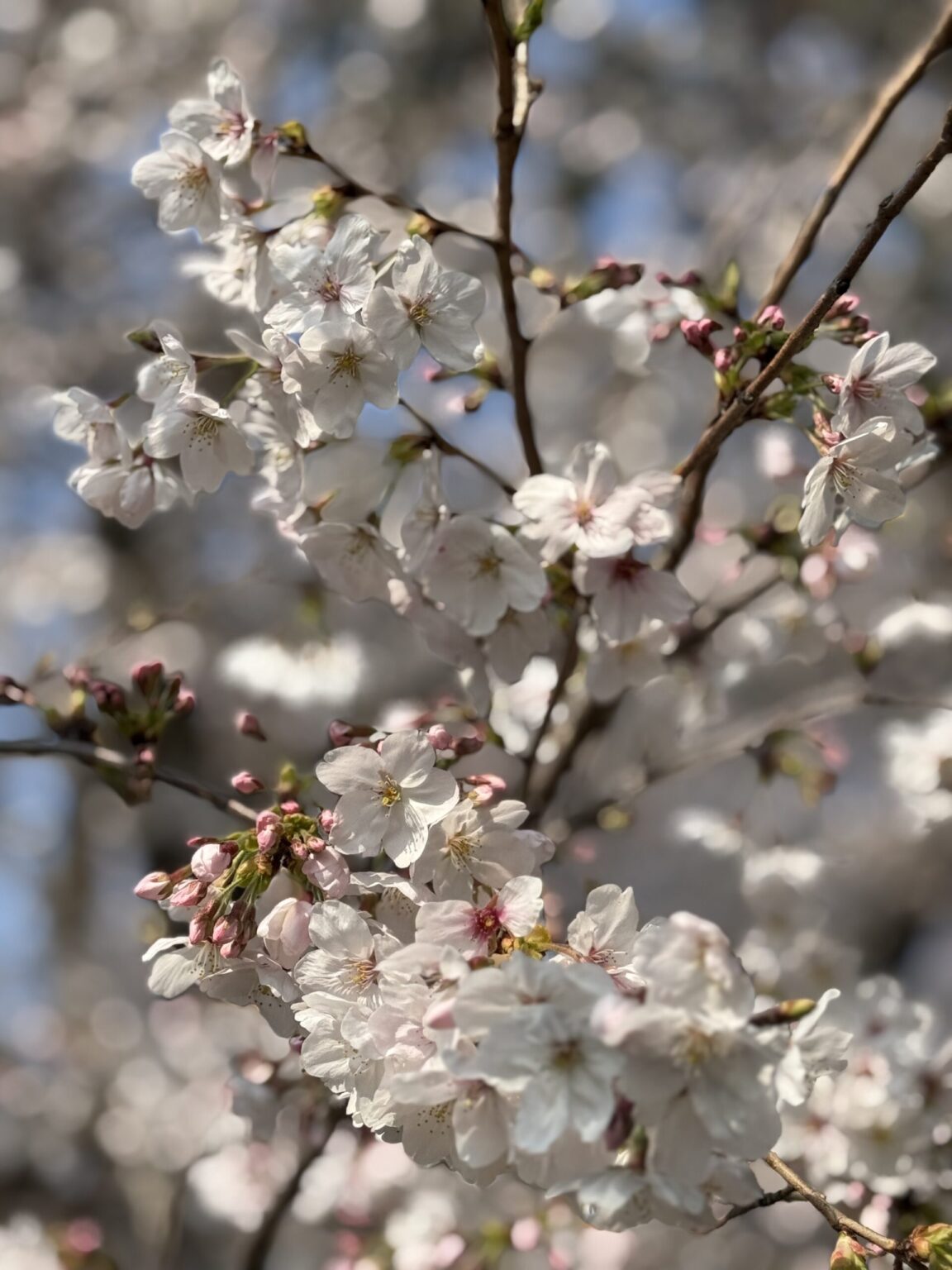 ななです🌸 - 新橋 スナック TERESA テレサ