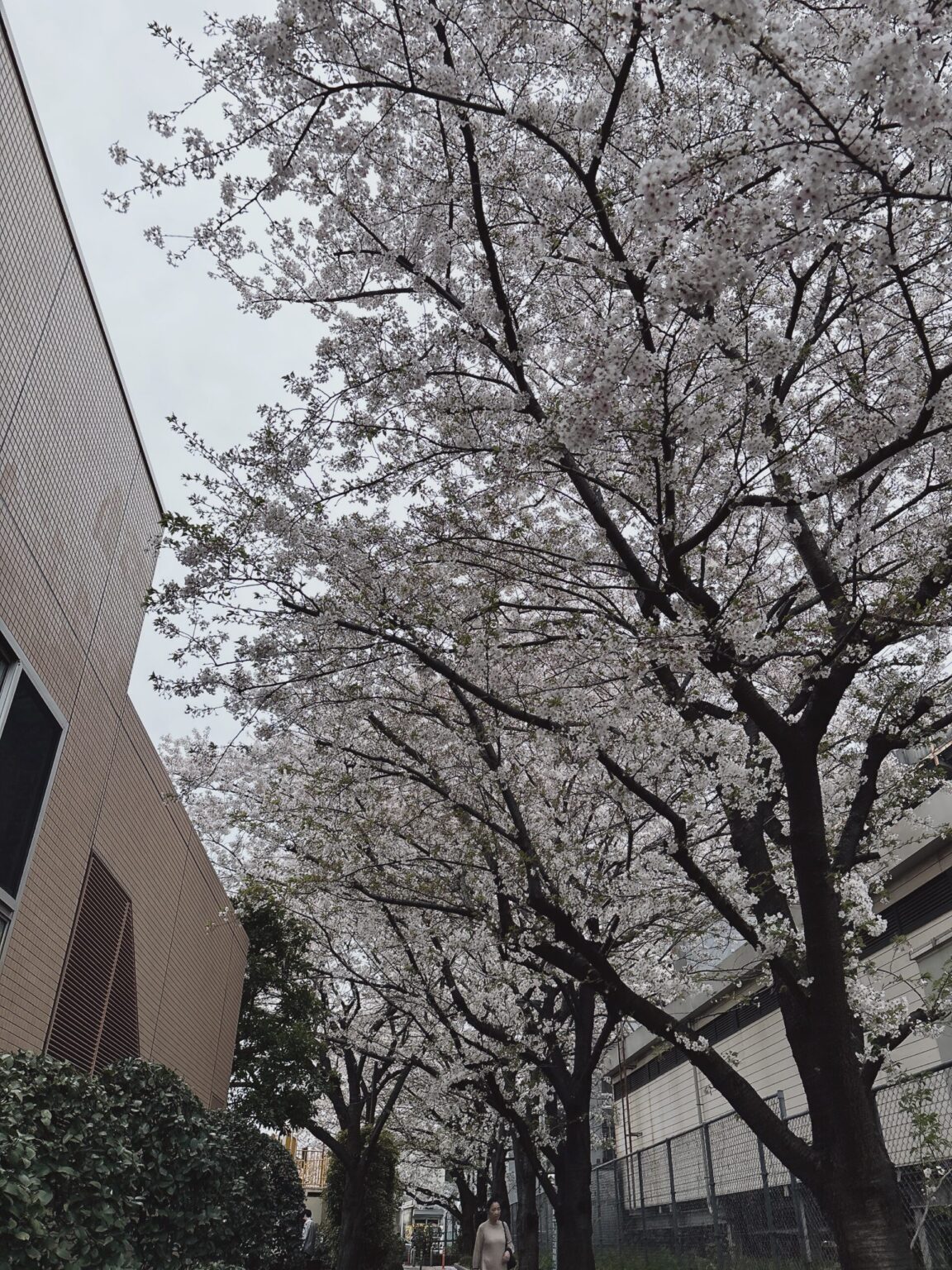 りりです☘️ - 新橋 スナック TERESA テレサ